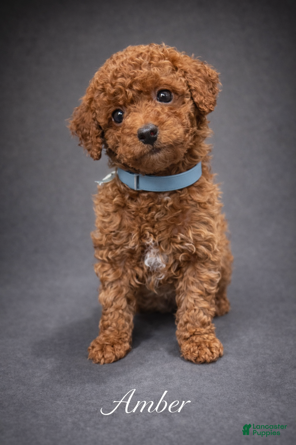 Toy Poodle dogs Amber - Ad 1