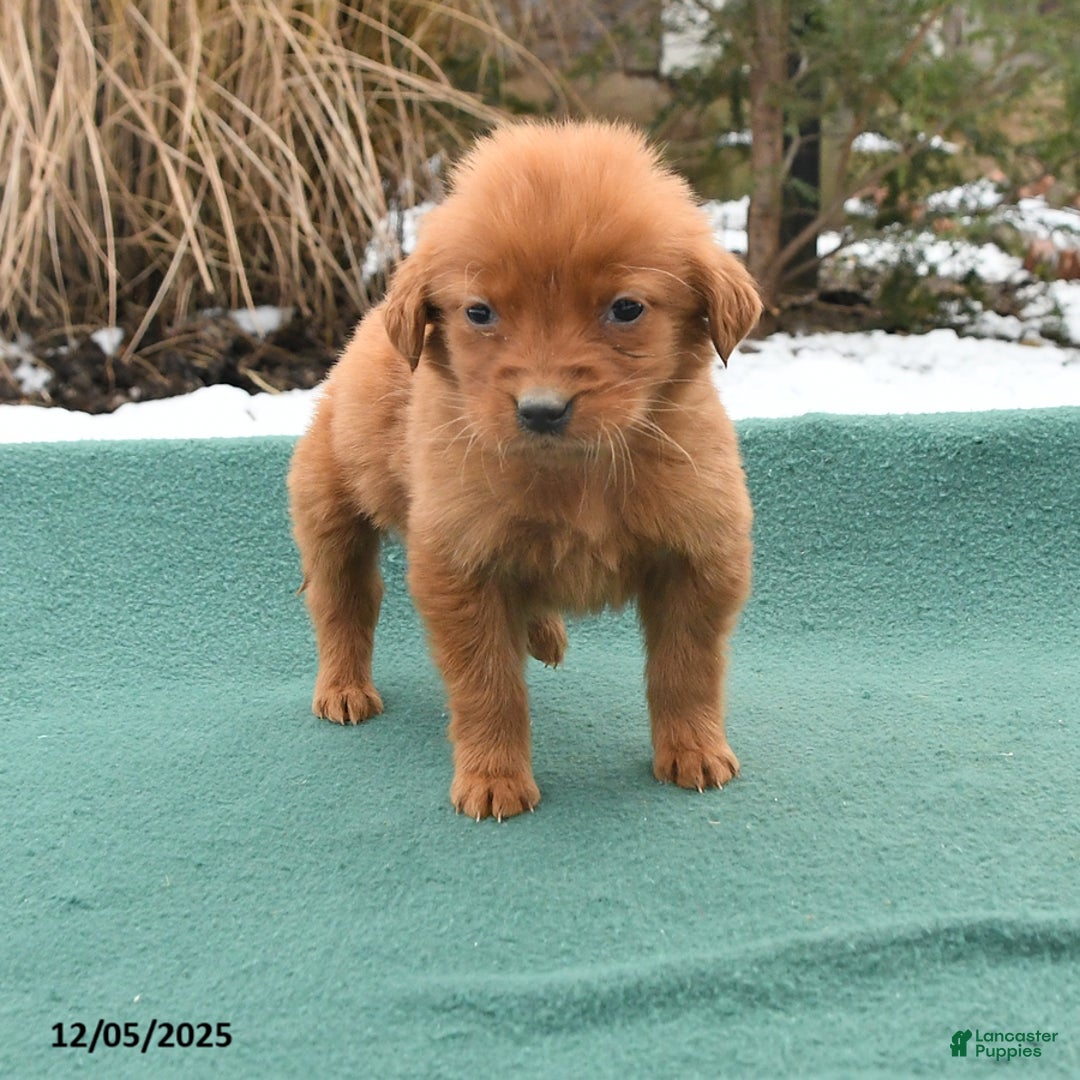 Golden Retriever dogs for sale: Queenie - Ad 5