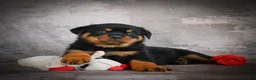 Rottweiler dogs for sale: Logan - Ad 8