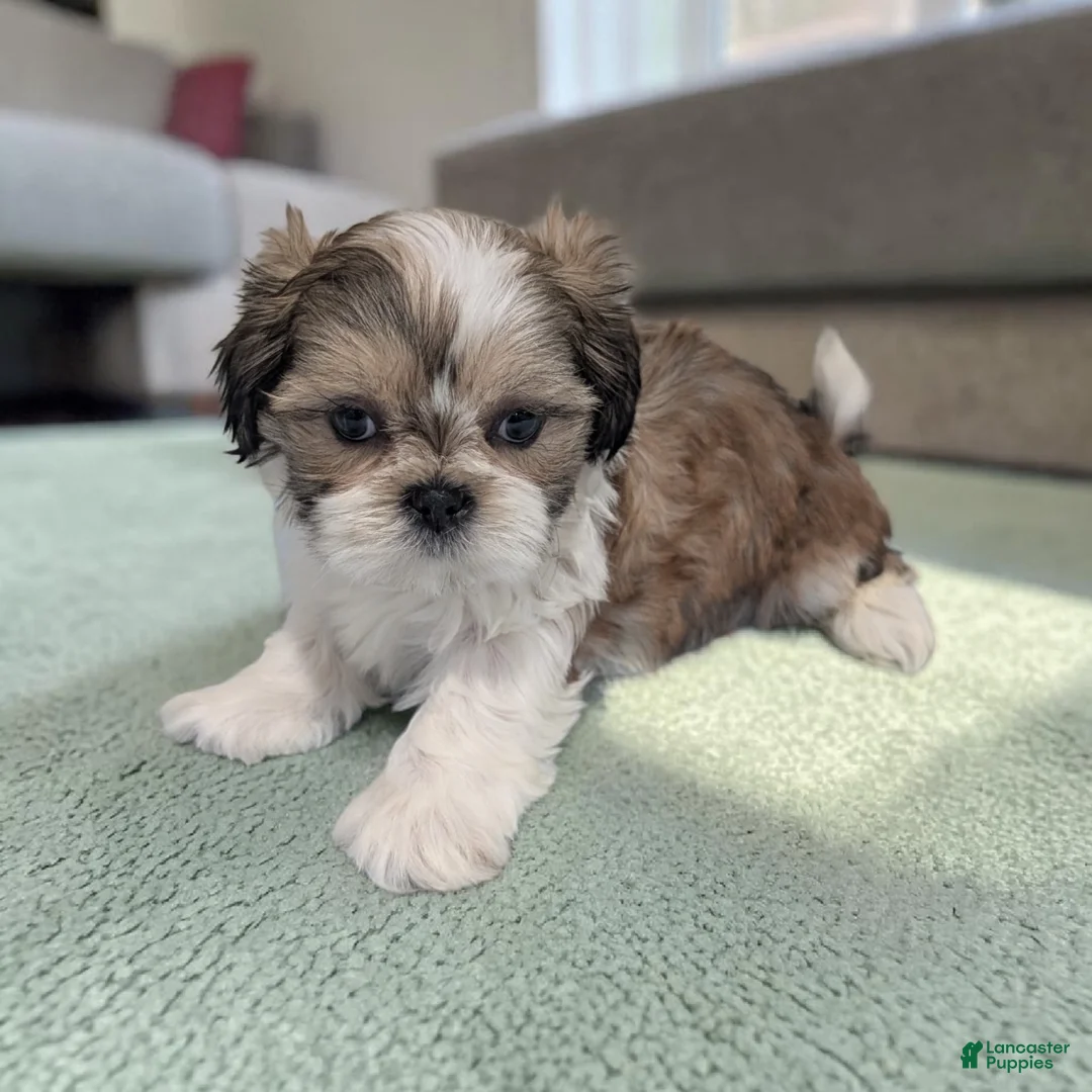 Shih Tzu dogs for sale: Rocky - Ad 1