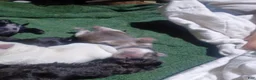 Mixed Breed dogs for sale: ShiChi 2 - Ad 9