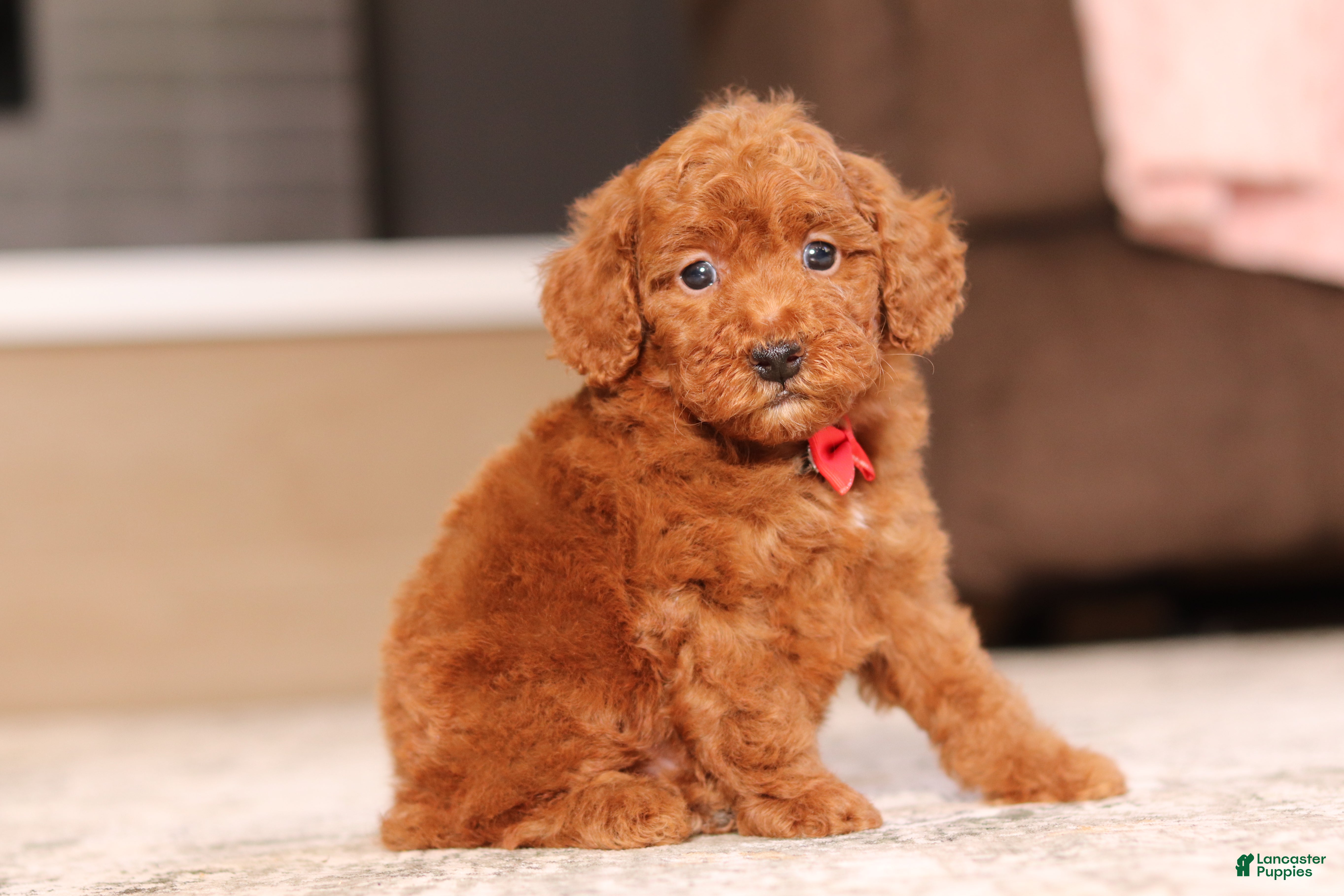 Miniature Poodle dogs Murphy (AKC) - Ad 2