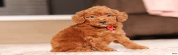 Miniature Poodle dogs for sale: Murphy (AKC) - Ad 2