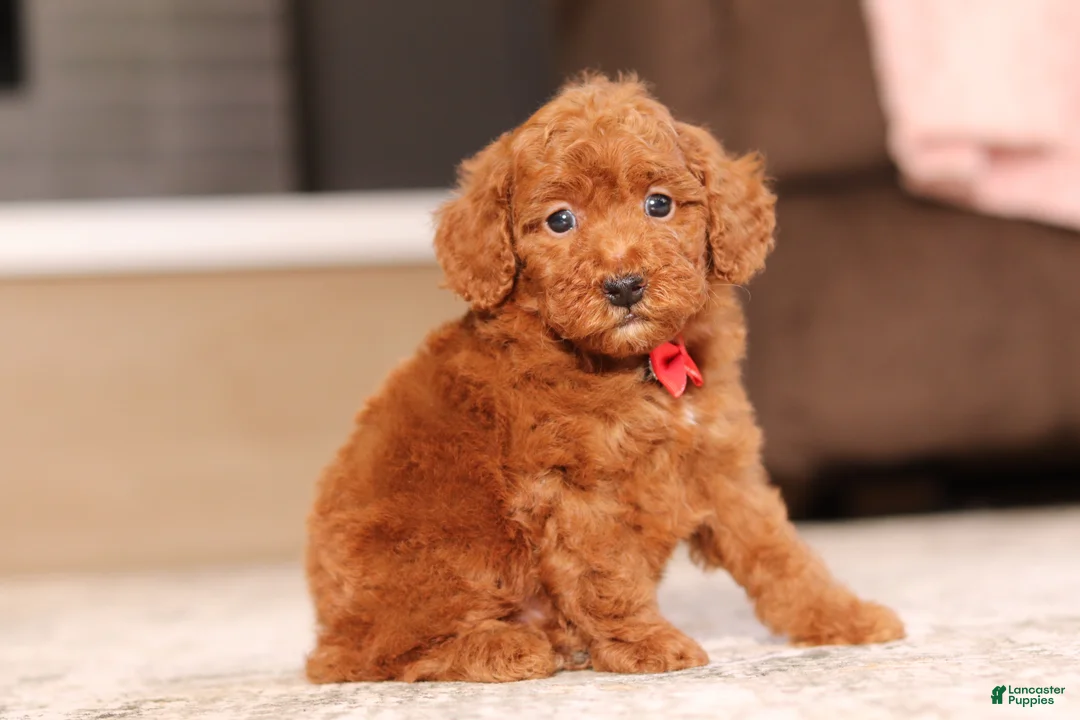 Miniature Poodle dogs for sale: Murphy (AKC) - Ad 2