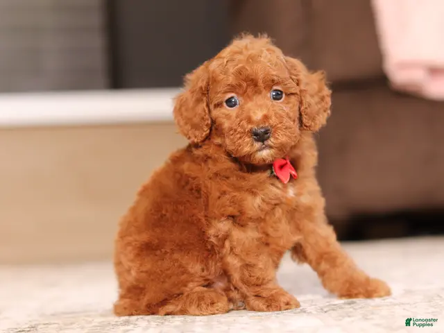Miniature Poodle dogs Murphy (AKC) - Ad 2