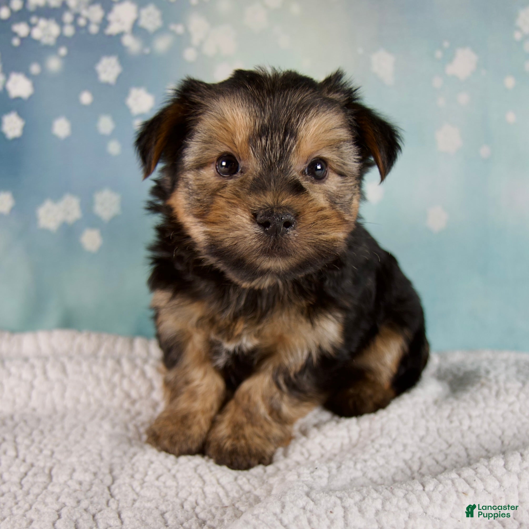 Morkie dogs Benji  - Ad 10