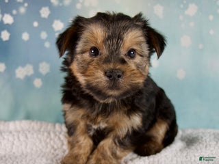 Morkie dogs Benji - Ad 2