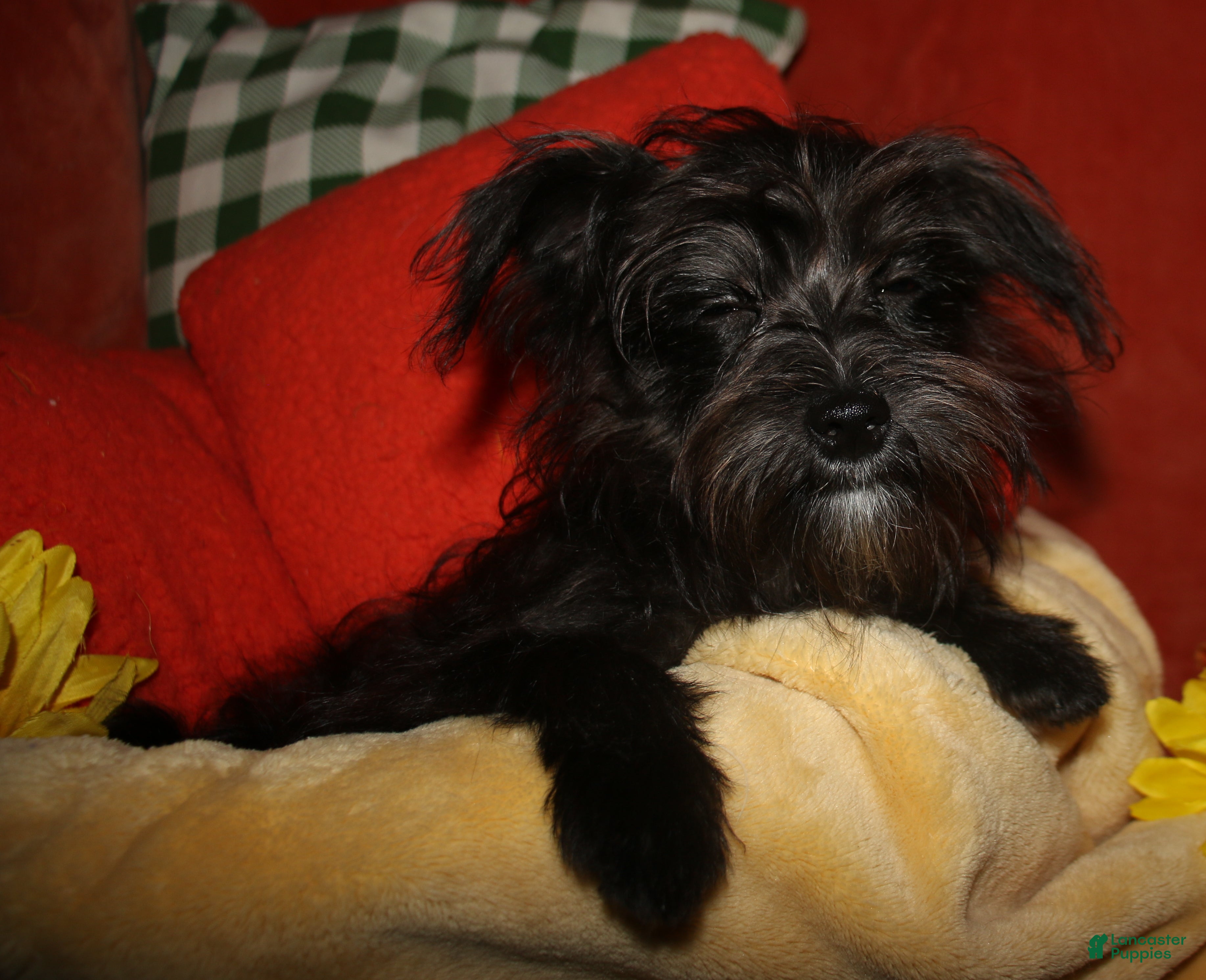 Morkie dogs Frank - Ad 1