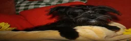 Morkie dogs for sale: Frank - Ad 1