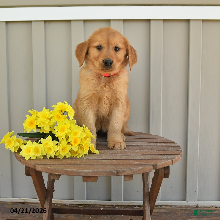 Golden Retriever dogs Daisy - Ad 1