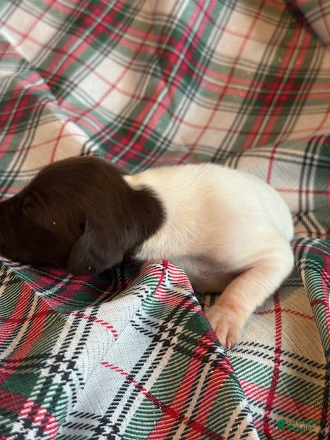 German Shorthaired Pointer dogs for sale: Cookie - Ad 5