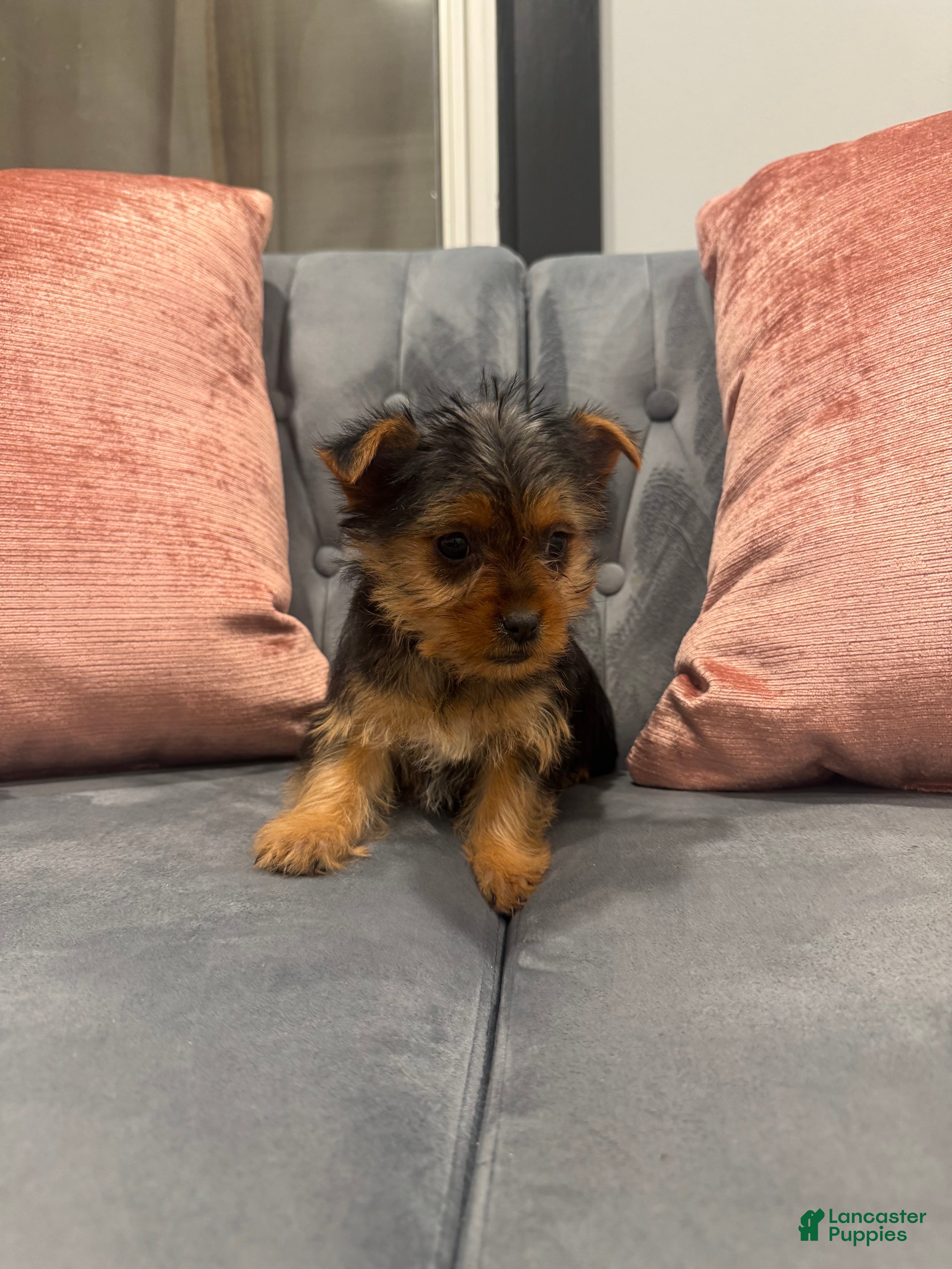 Yorkshire Terrier dogs Bacardi - Ad 22