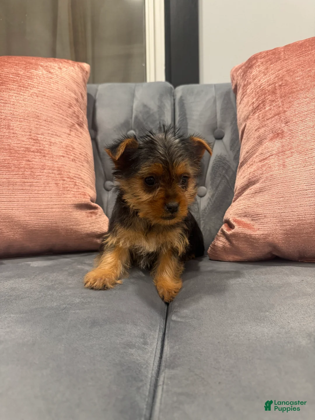 Yorkshire Terrier dogs for sale: Bacardi - Ad 1