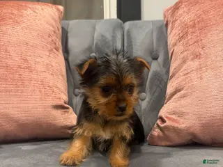 Yorkshire Terrier dogs Bacardi - Ad 23