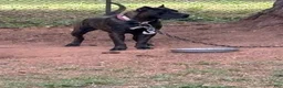 Presa Canario dogs for sale: Presa Canario 1 - Ad 16