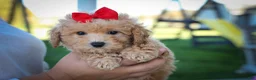 Bichpoo dogs for sale: Nixie🩷  - Ad 3