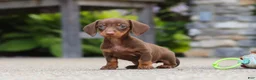 Miniature Dachshund dogs for sale: Ana - Ad 18