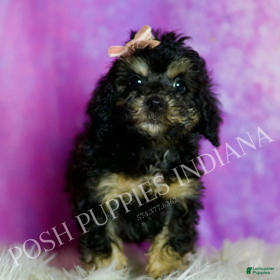 Standard Poodle dogs for sale: Diamond - Ad 2