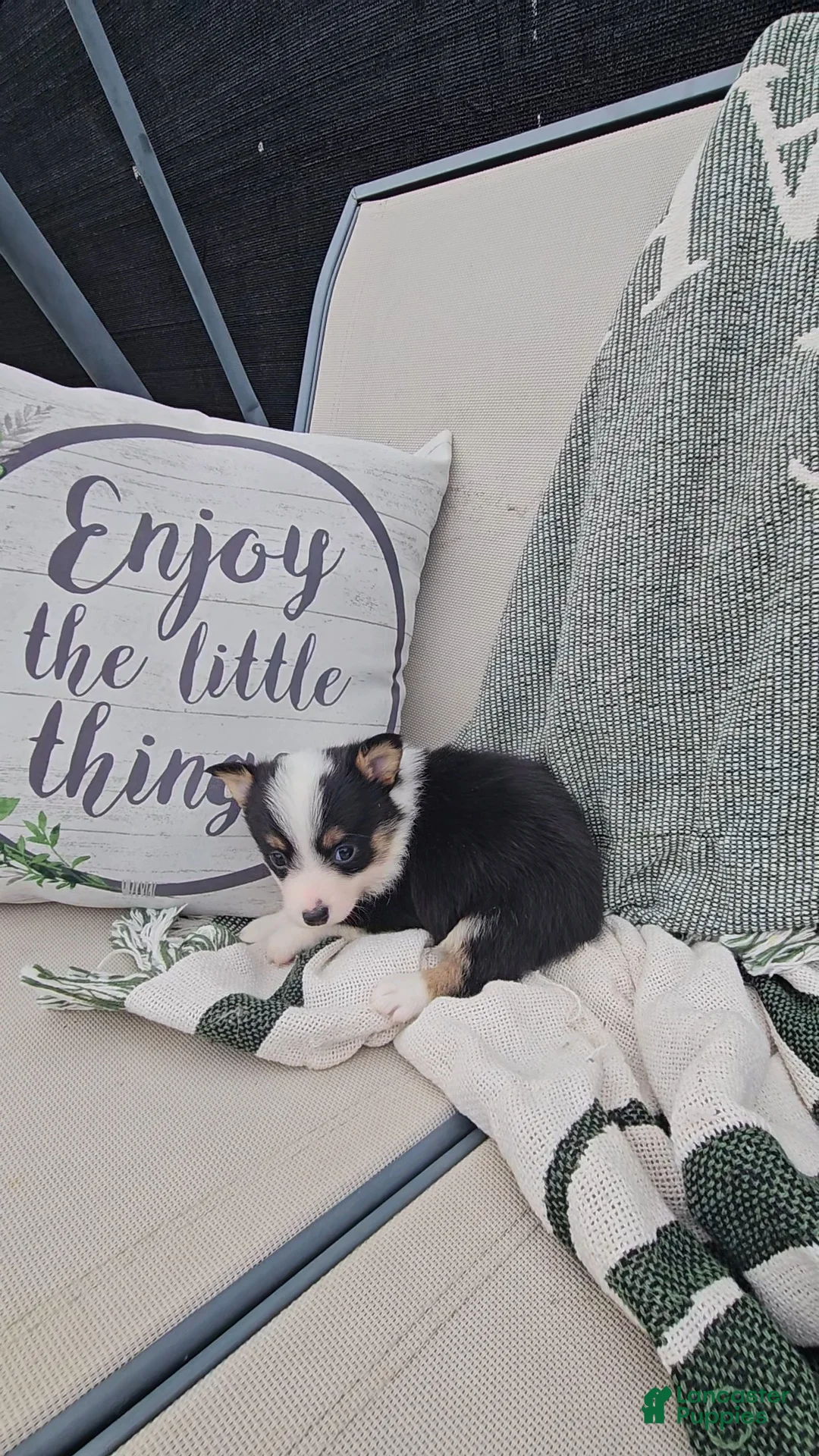 Mixed Breed dogs for sale: Rooster - Ad 5