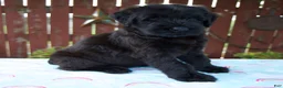 Giant Schnauzer dogs for sale: Luann - Ad 7