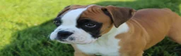 Boxer dogs for sale: Gus - Ad 6
