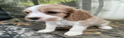 Cockalier dogs for sale: Cockalier 5 - Ad 2