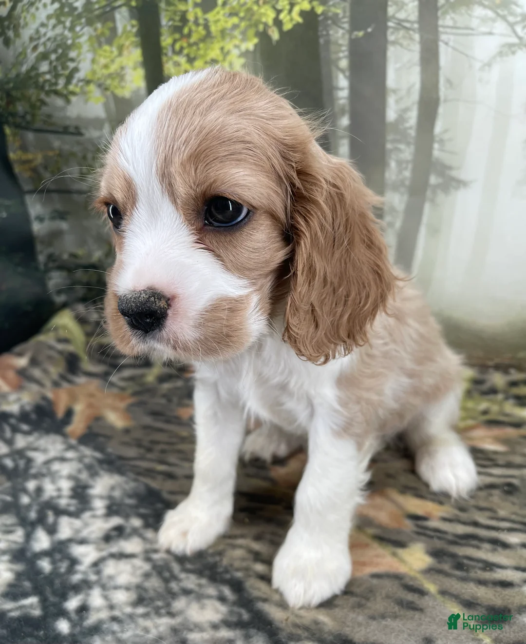 Cockalier dogs for sale: Cockalier 5 - Ad 2