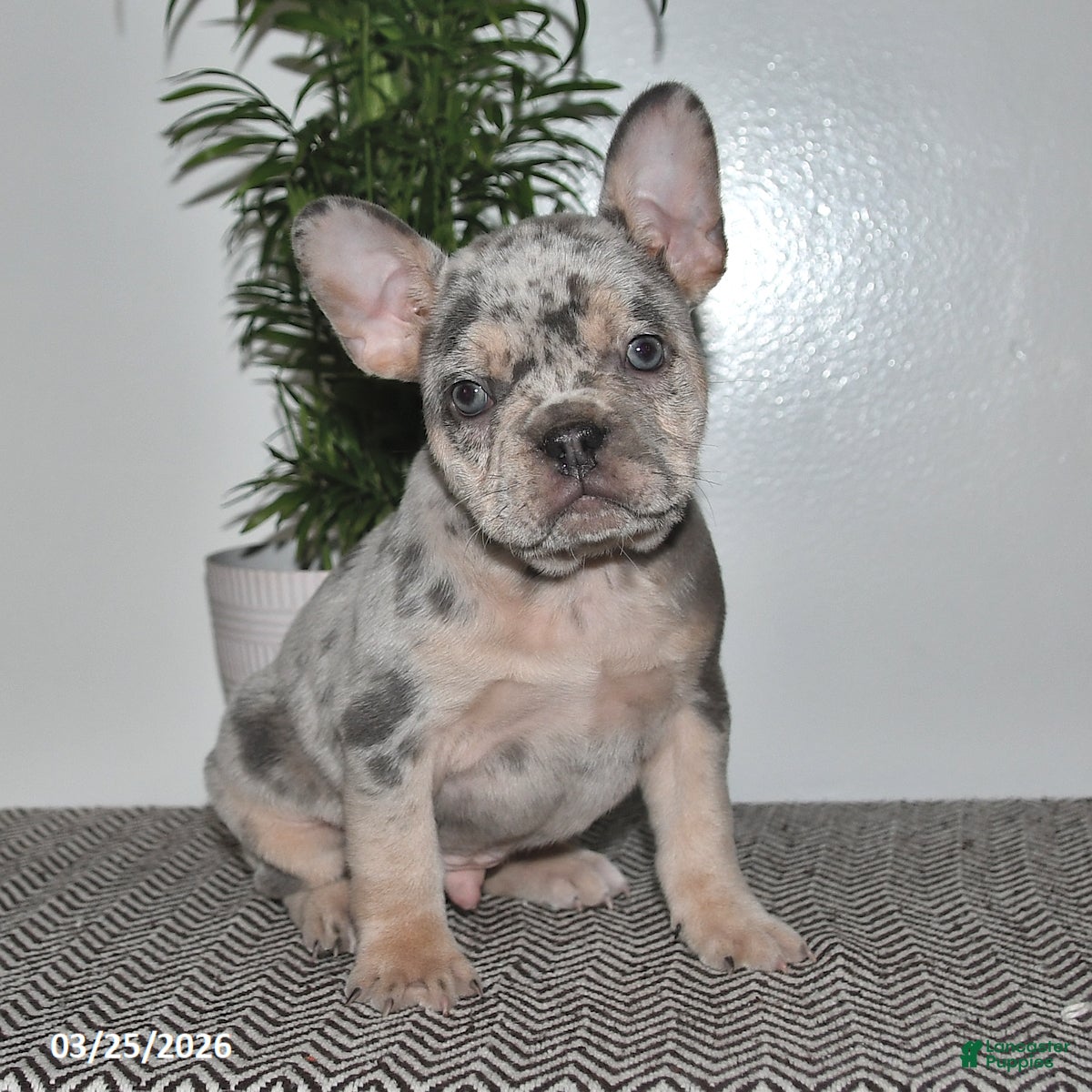 Frenchton dogs Logan - Ad 2