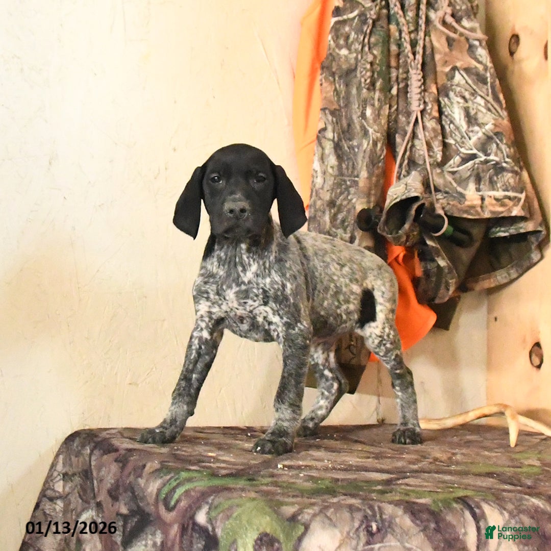 German Shorthaired Pointer dogs for sale: Hershey - Ad 4