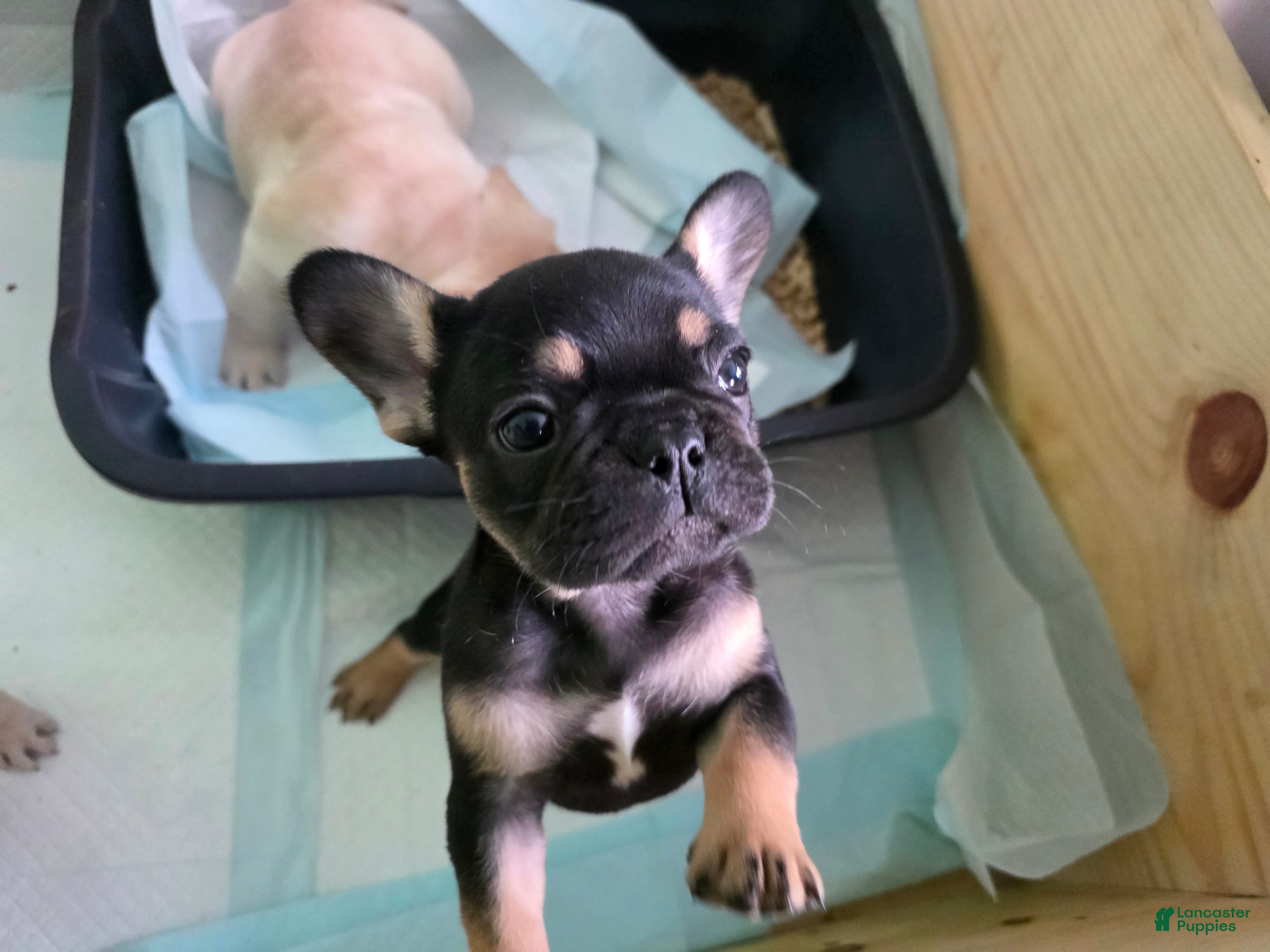 French Bulldog dogs Princess Leia  - Ad 1