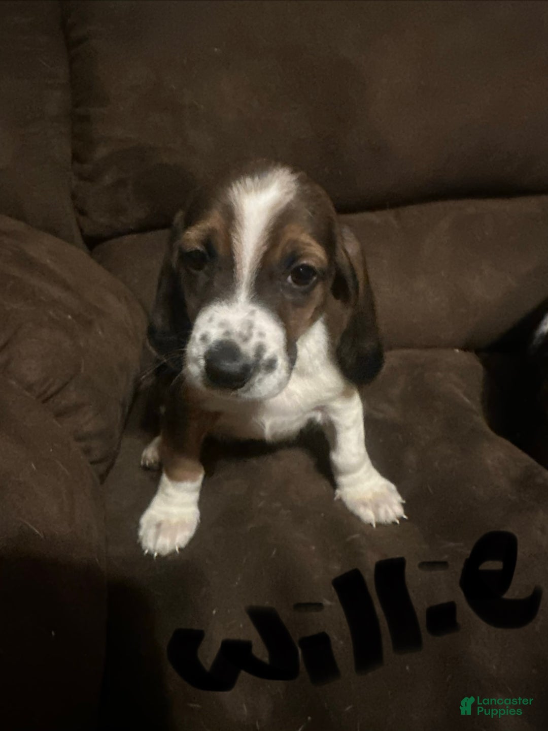 Basset Hound dogs for sale: Willie  - Ad 5