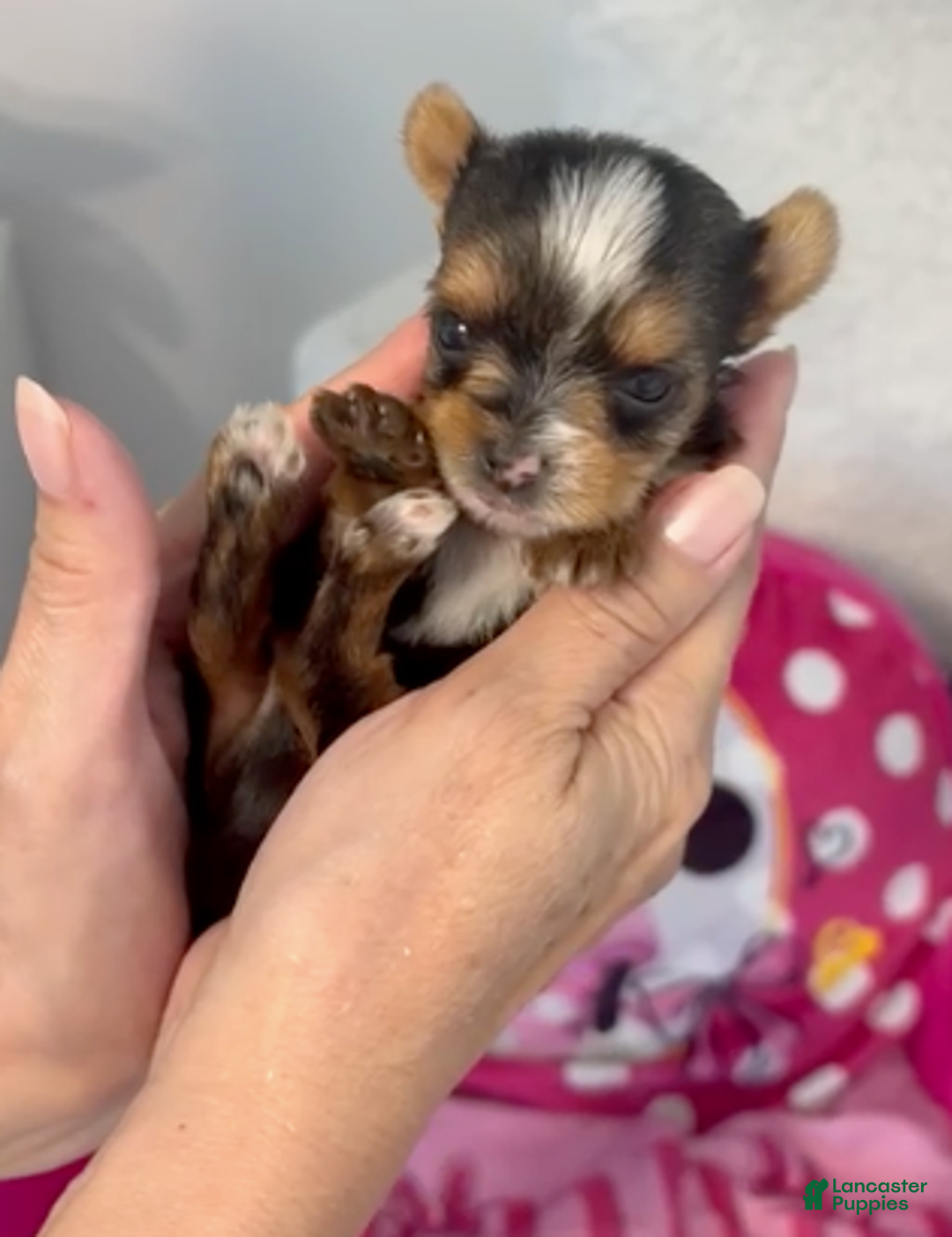 Yorkshire Terrier dogs for sale: Glenn - Yorkshire Terrier Puppy 2 - Ad 1
