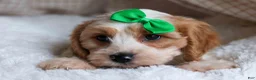 Cavachon dogs for sale: RANDY - Ad 13