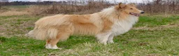 Collie dogs for sale: June - Ad 6