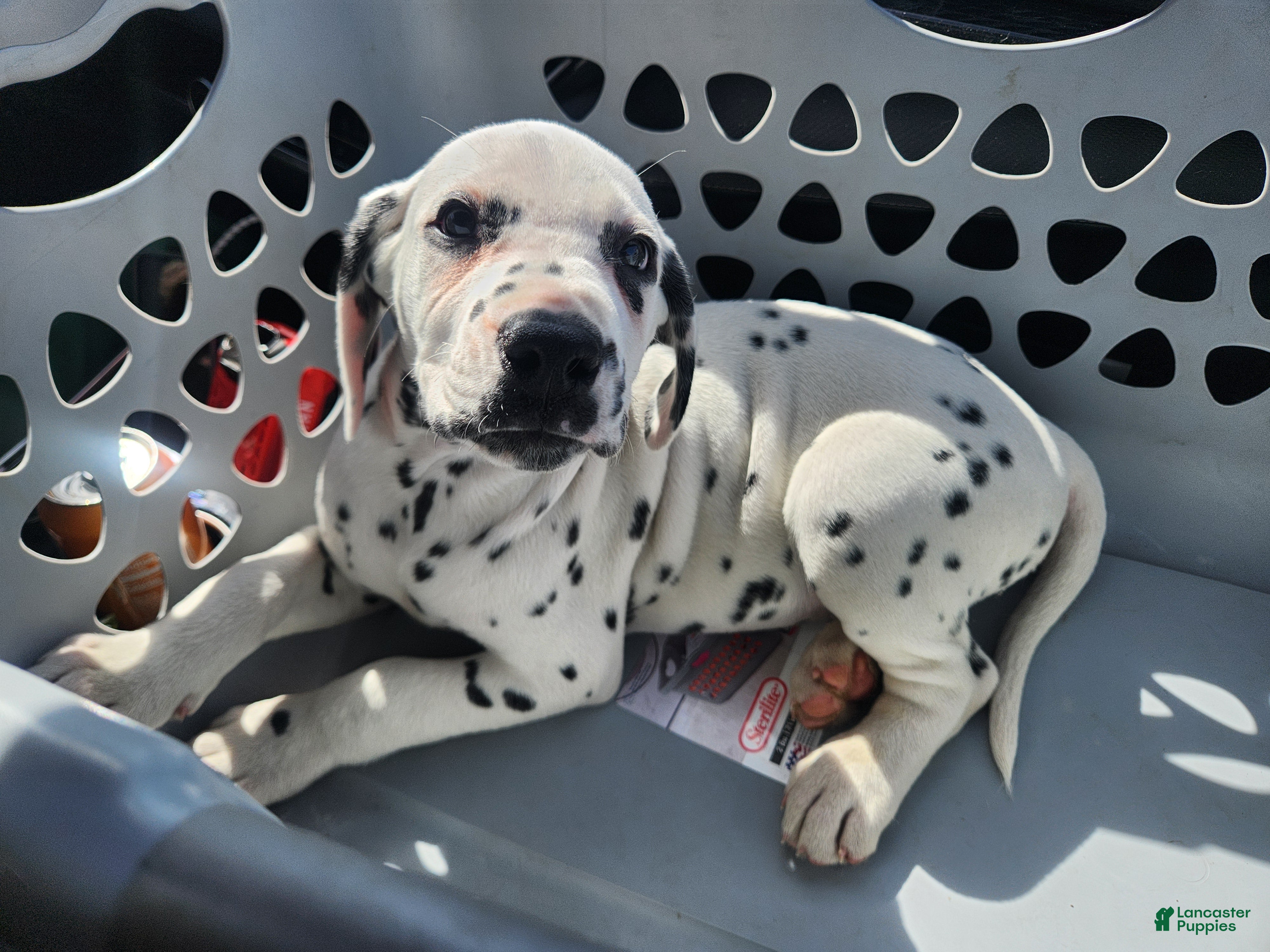 Dalmatian dogs  Puppy 5 - Ad 28