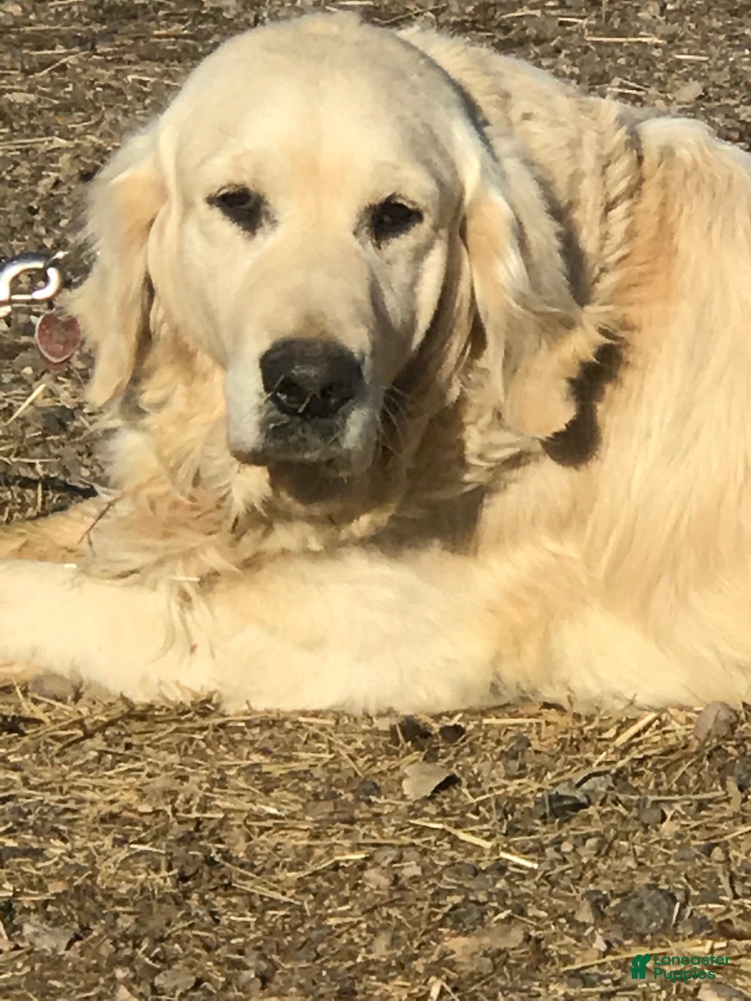 Golden Retriever dogs for sale: Green male- Lindy  - Ad 4