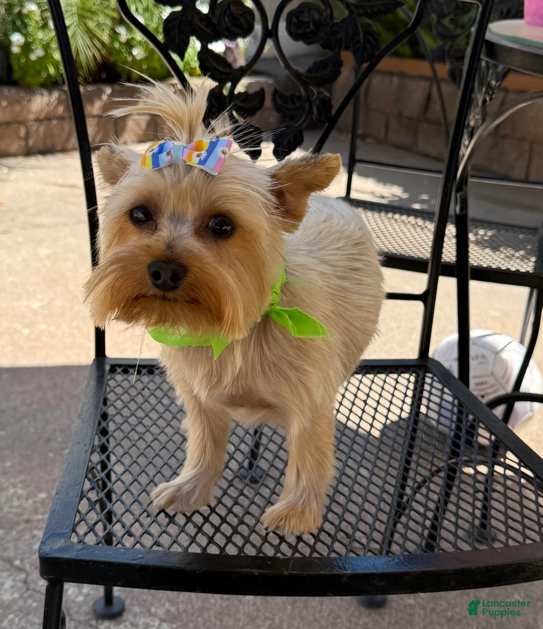 Yorkshire Terrier dogs for sale: Yorkshire Terrier Puppy 2 - Ad 3