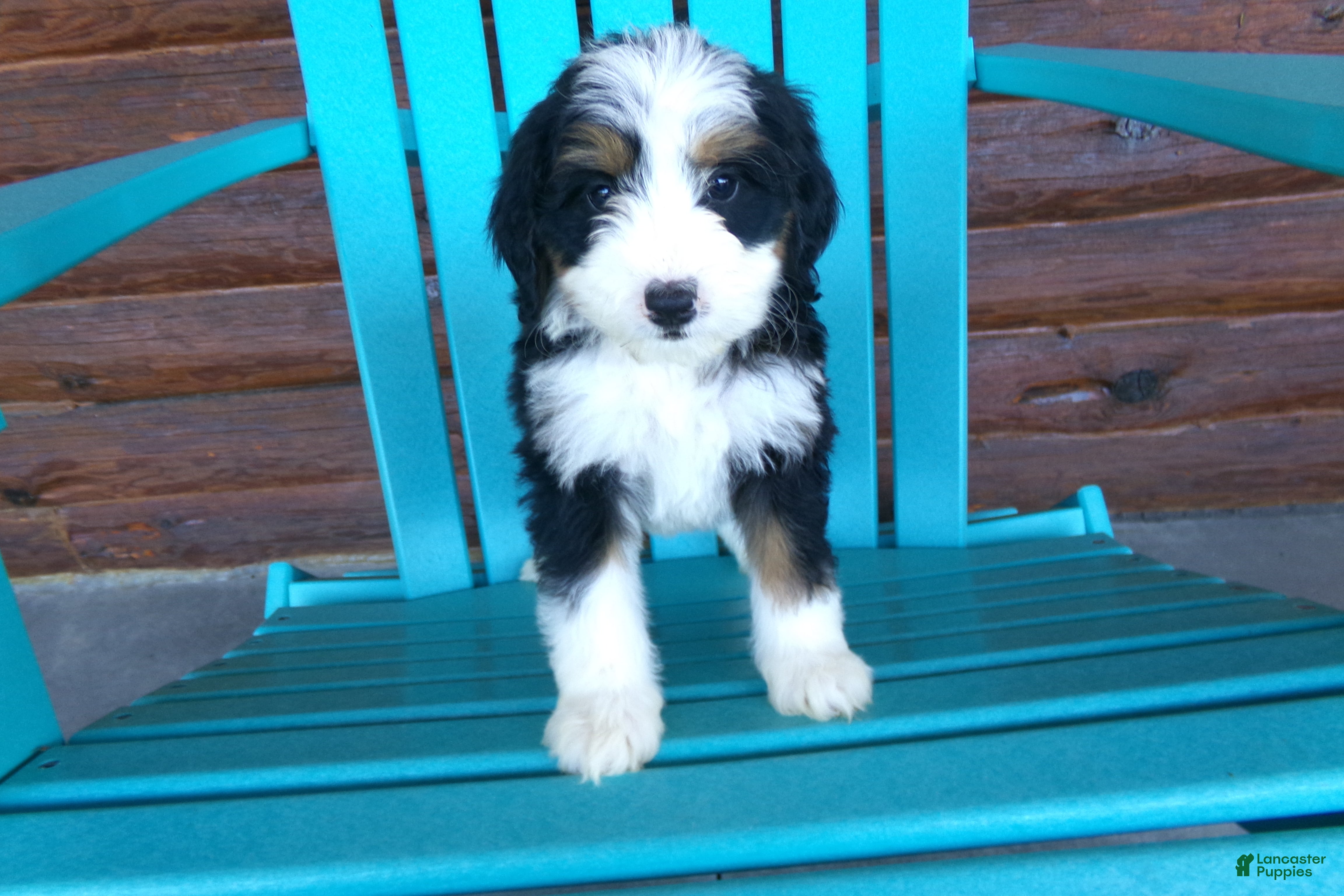 Mini Bernedoodle dogs Bertha - Ad 1