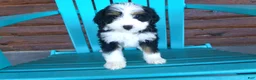 Mini Bernedoodle dogs for sale: Bertha - Ad 1