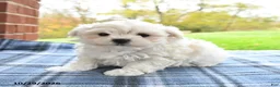 Maltese dogs for sale: Finn - Ad 3