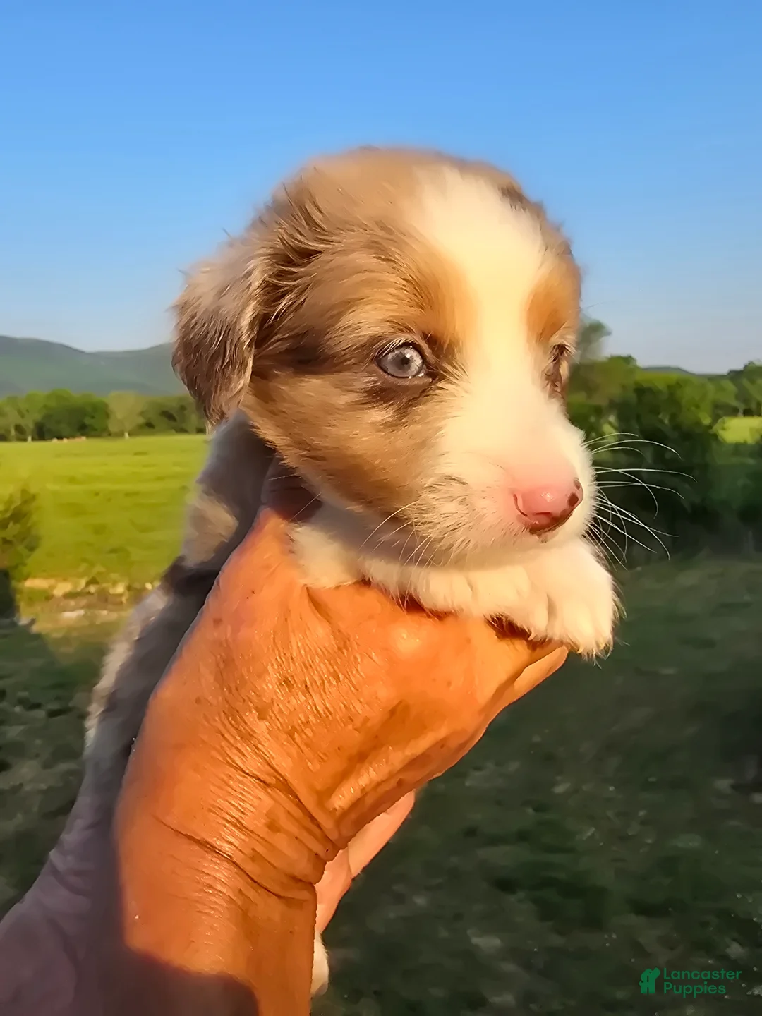 Mini Aussiedoodle dogs for sale: King - Ad 2