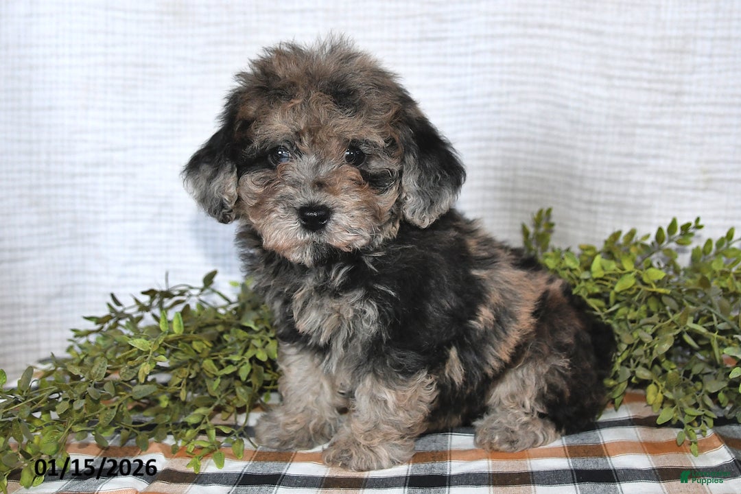 Havapoo dogs for sale: Twilight - Ad 4