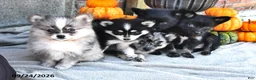 Pomsky dogs for sale: Theo - Ad 5