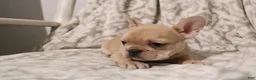 French Bulldog dogs for sale: Luna - Ad 5