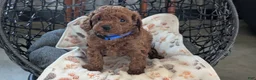 Toy Poodle dogs for sale: Wesley - Ad 3
