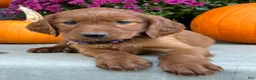 Irish Setter dogs for sale: Shiloh - Ad 5