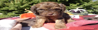 Cavapoo 2 Dawn