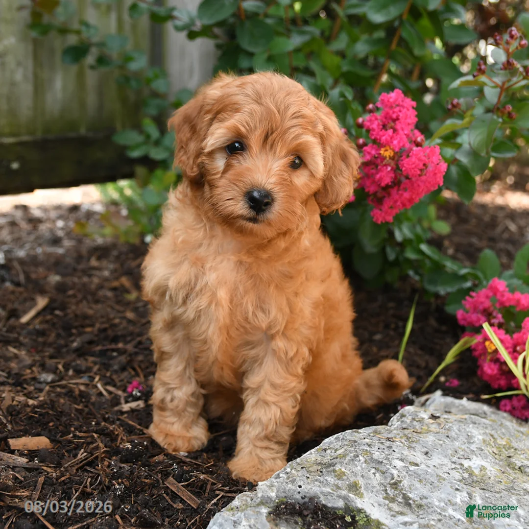 Shihpoo dogs for sale: Delilah - Ad 2