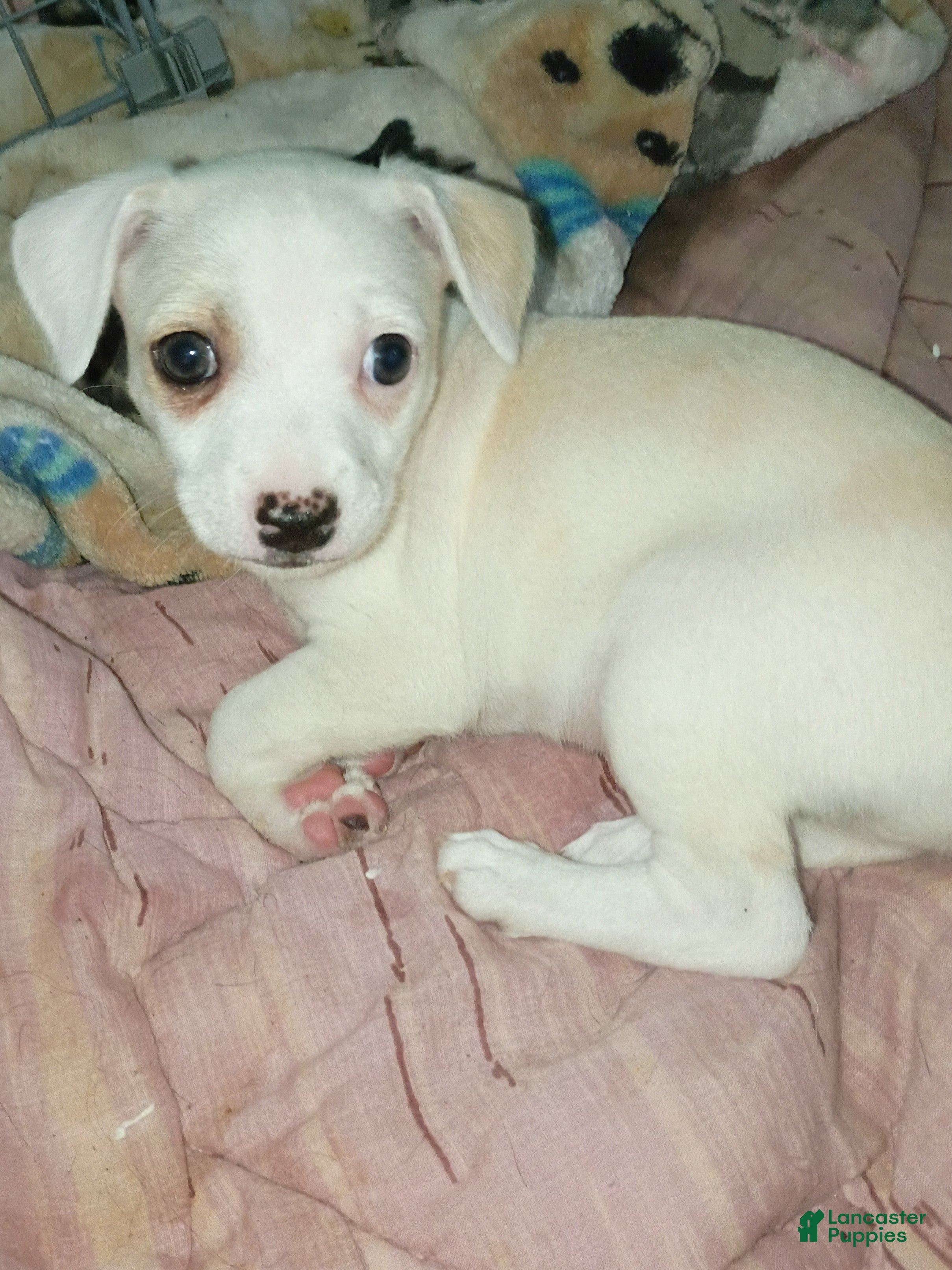 Mixed Breed dogs Mixed Breed 1 - Ad 14