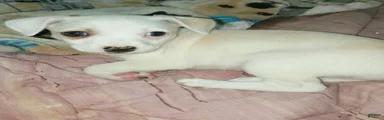Mixed Breed 1